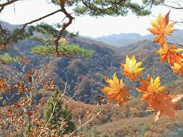 预购协议遭单方面终止，三叶草生物被要求退还2.24亿美元